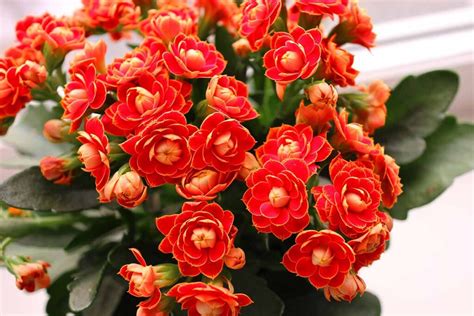 kalanchoe plants live indoor plant